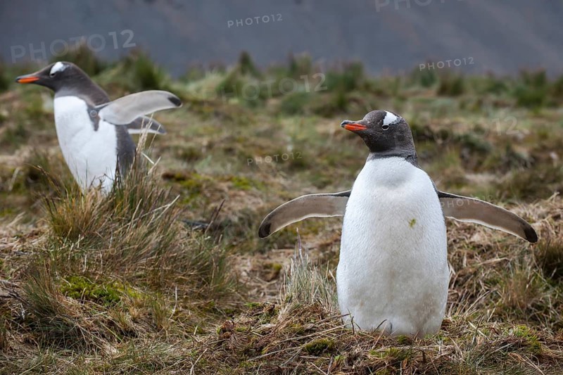 Gentoo Penguins (Pygoscelis papua)