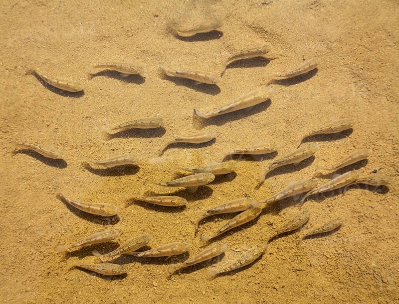Death Valley pupfish (Cyprinodon salinus salinus)