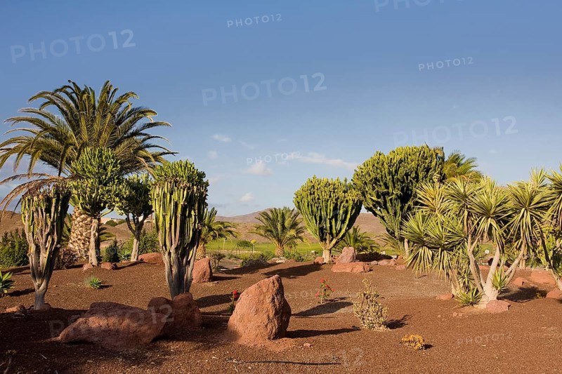 Cacti (Cactaceae) in Las Playitas