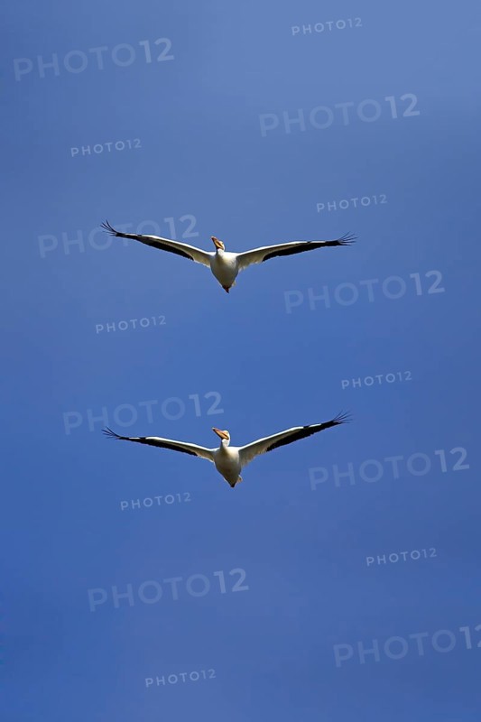 American White Pelican (Pelecanus erythrorhynchos)
