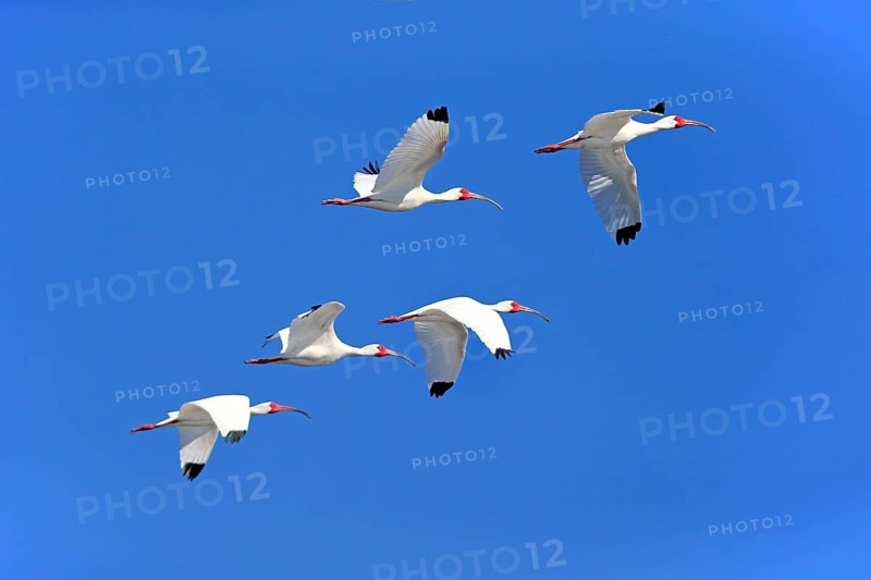 American White Ibis (Eudocimus albus)