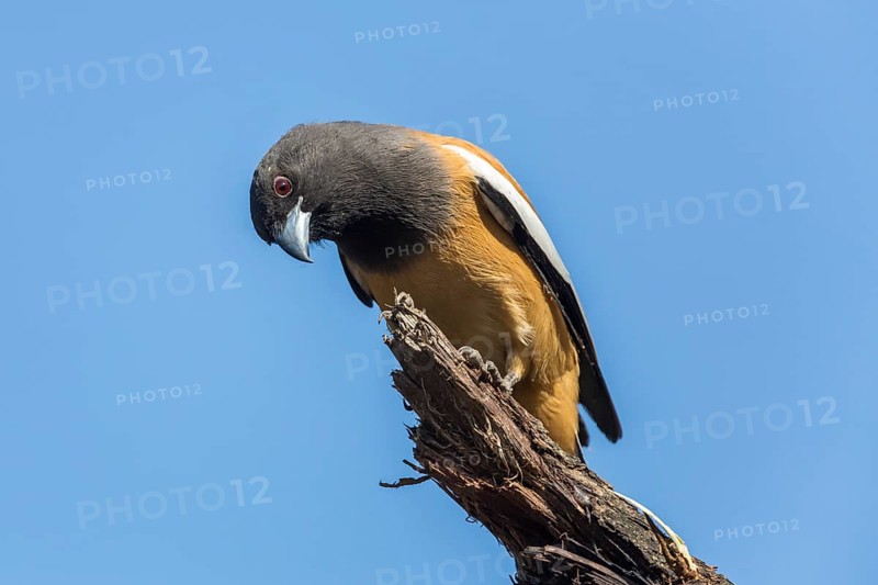 Rufous Treepie (Dendrocitta vagabunda)
