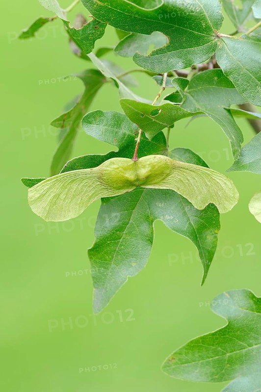 Field Maple (Acer campestre)