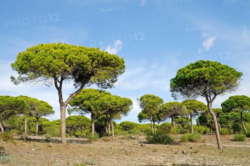 Pine forest
