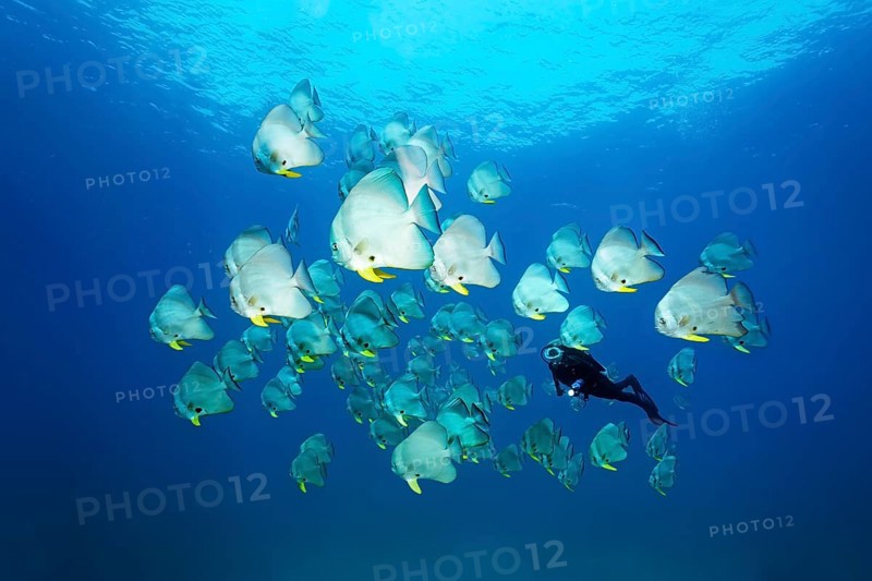 A Diver amongst a shoal of Teira Batfish (Platax teira)
