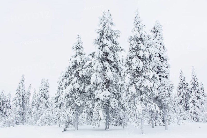 Snow-covered trees