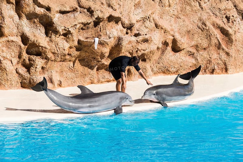 Dolphin Show