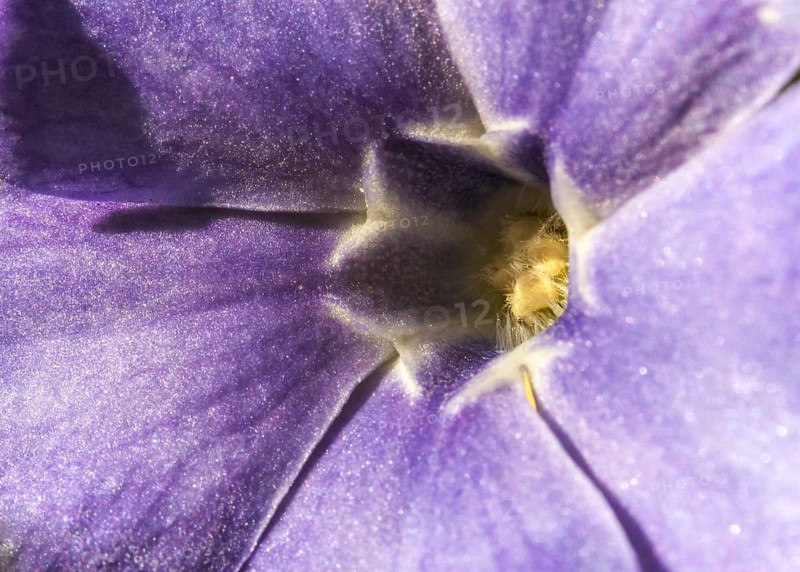 Creeping Myrtle or Lesser Periwinkle (Vinca minor)
