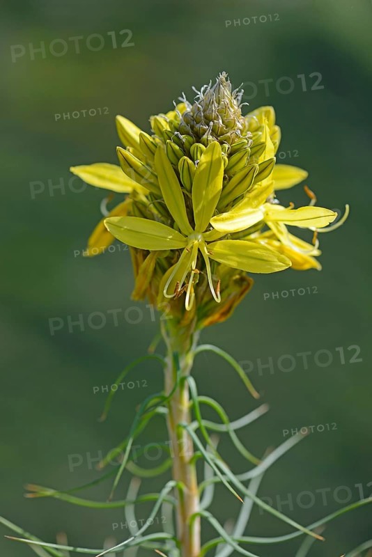 King's Spear or Yellow Asphodel (Asphodeline lutea)