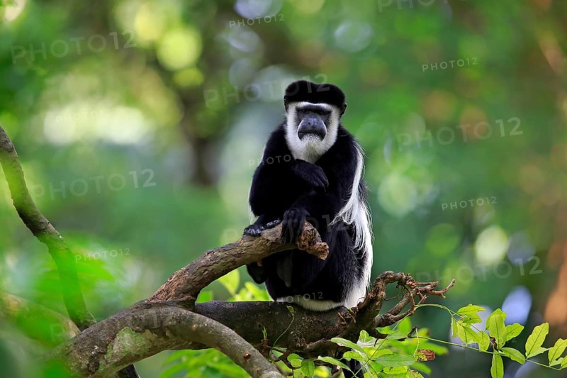 Angolan Colobus or Angola Colobus (Colobus angolensis)