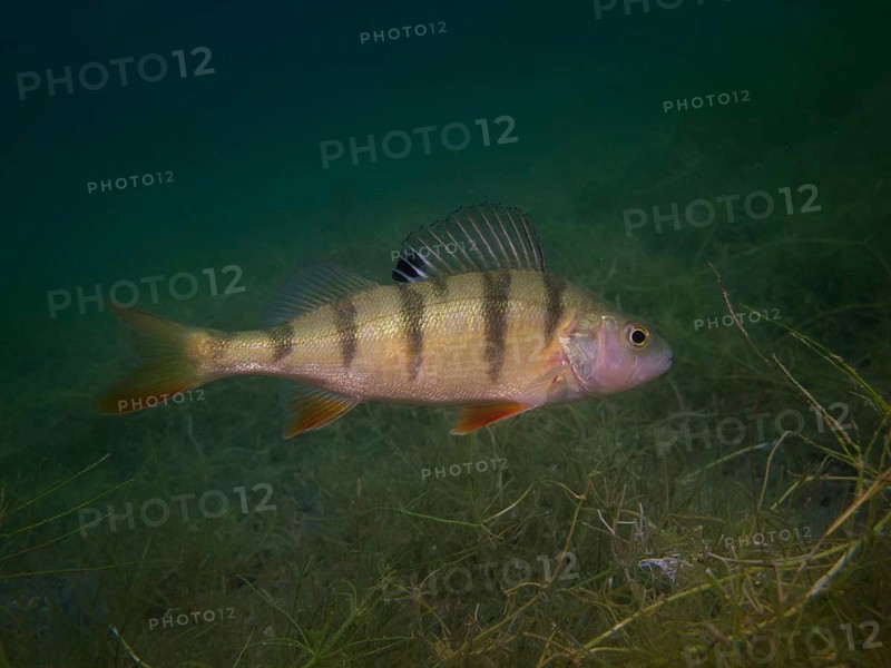 A European perch Perca fluviatilis) foraging on the lake bottom