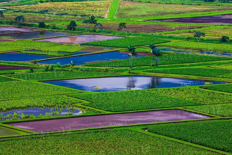 Taro fields in Hanalei Valley