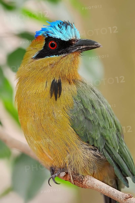 Blue-crowned Motmot (Momotus coeruliceps)