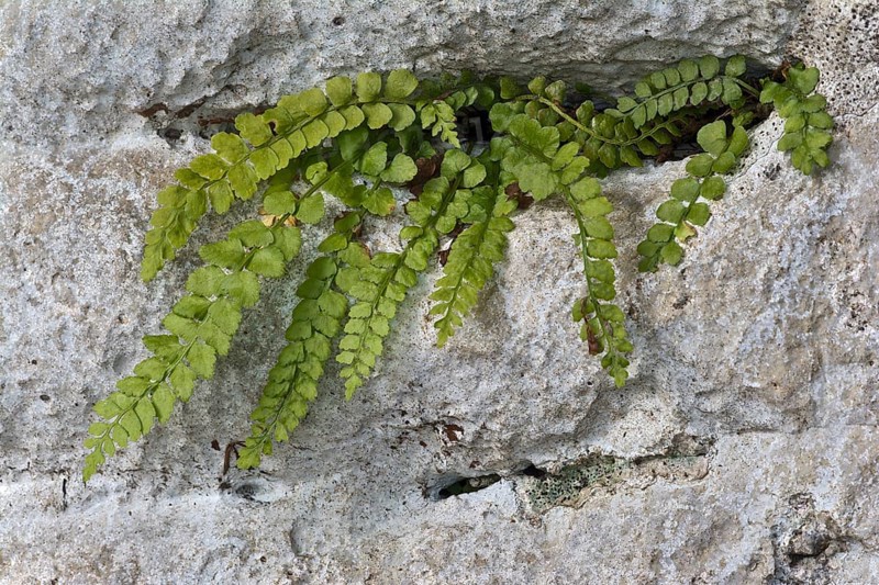 maidenhair spleenwort (Asplenium trichomanes)