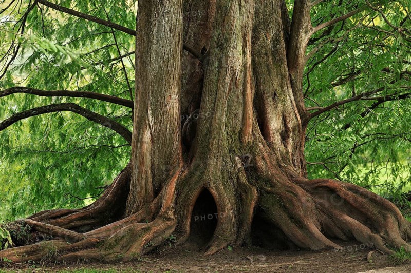 Lower trunk of a Dawn Redwood (Metasequoia glyptostroboides)