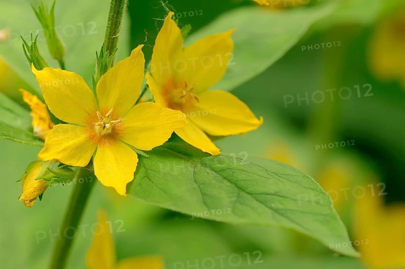 Yellow Loosestrife or Spotted Loosestrife (Lysimachia punctata)