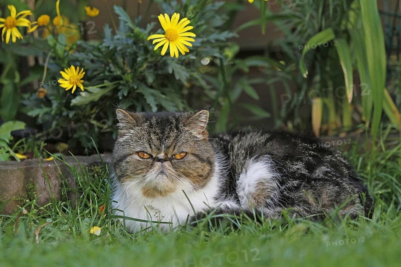 Exotic Shorthair cat lying in the garden
