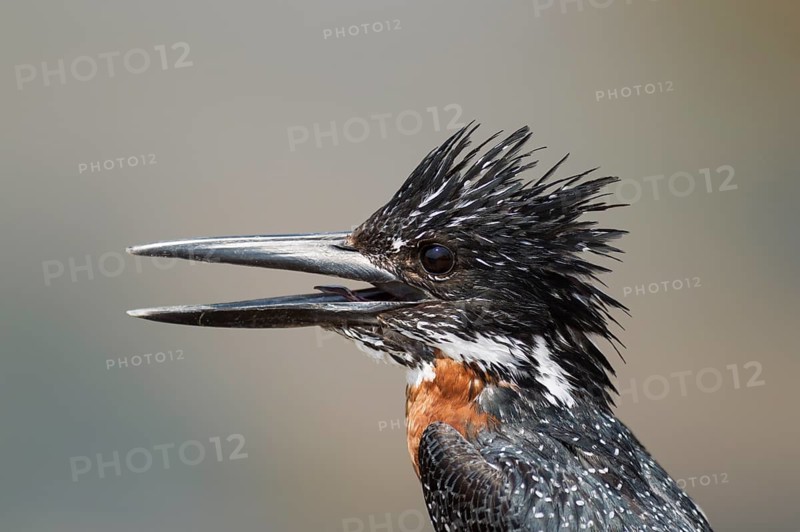 Giant Kingfisher (Megaceryle maximus)