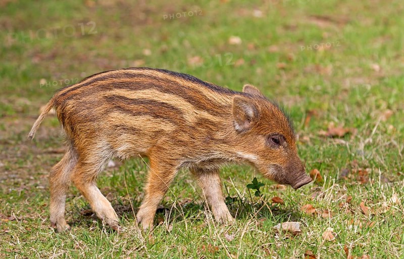 Wild Boar (Sus scrofa)