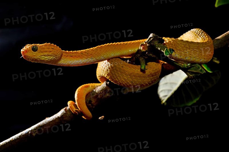 Mayombe Bush-Viper (Atheris squamigera anisolepis)