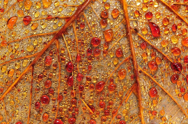 Droplets on the backside of a leaf