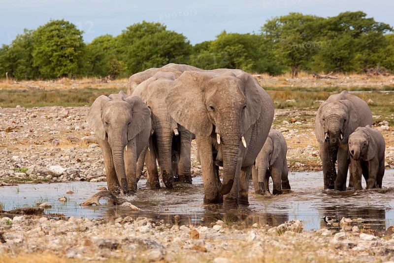 African elephants (Loxodonta africana)