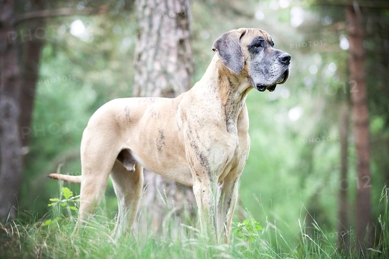 German mastiff