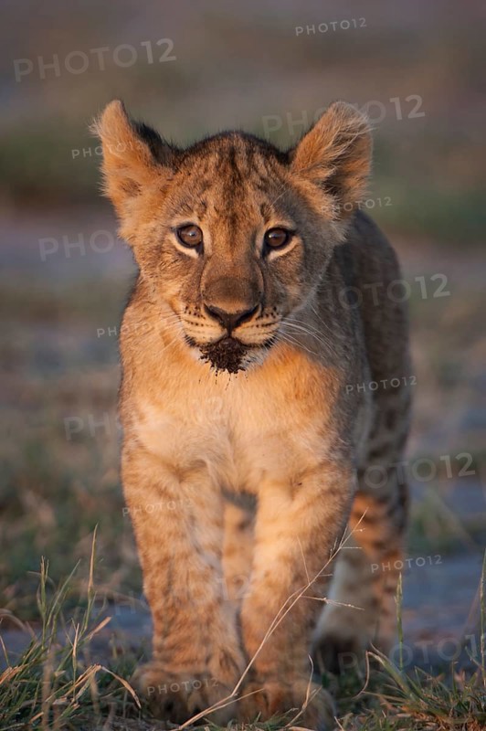 Young lion (Panthera leo)