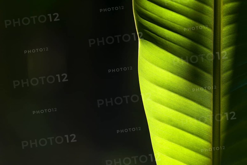 The sun is shining through a green leaf of a banana plant (Musa acuminata) in a plantation between the ruins of the former Vijayanagara Empire