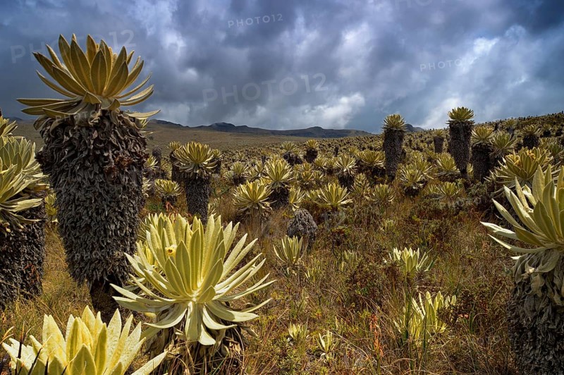 Frailejon or Fraylejon (Espeletia pycnophylla) plants in the paramo landscape