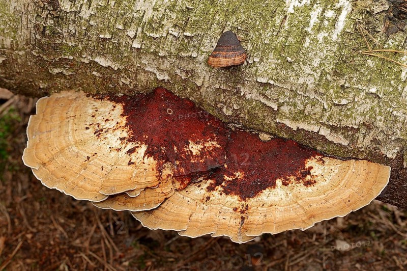 Blushing Bracket (Daedaleopsis confragosa)