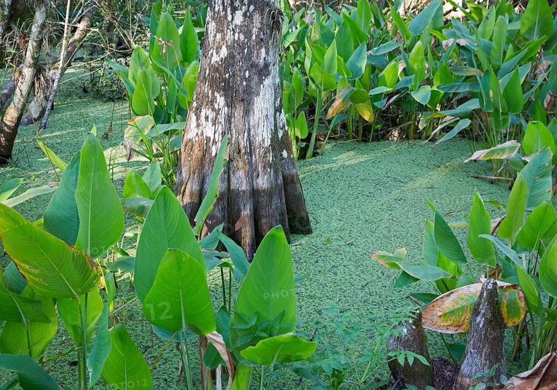 Bald Cypress forest in the National Audubon Society's Corkscrew Swamp Sanctuary