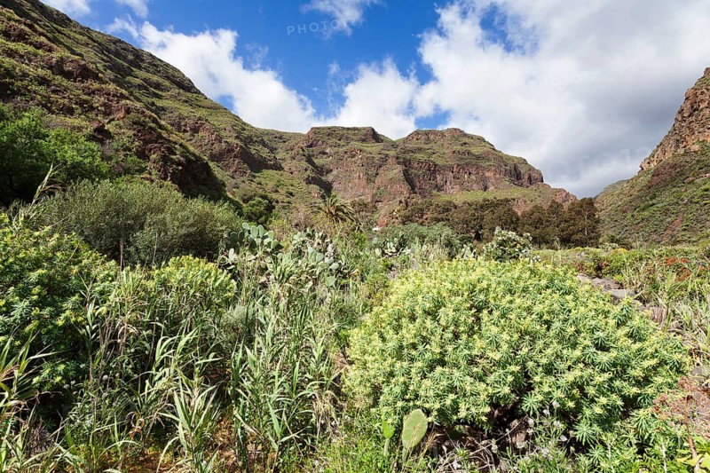 Barranco de Guayadeque gorge