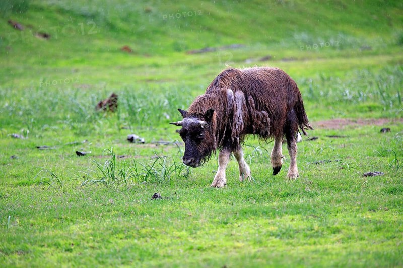 Musk Ox or Muskox (Ovibos moschatus)