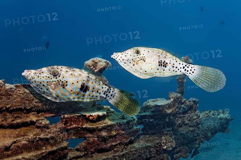 Two scrawled filefish (Aluterus scriptus)