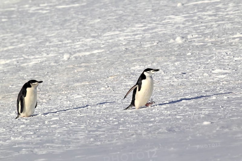 Chinstrap penguins (Pygoscelis antarctica) pair