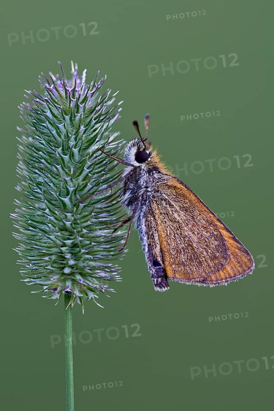 Small Skipper (Thymelicus sylvestris)