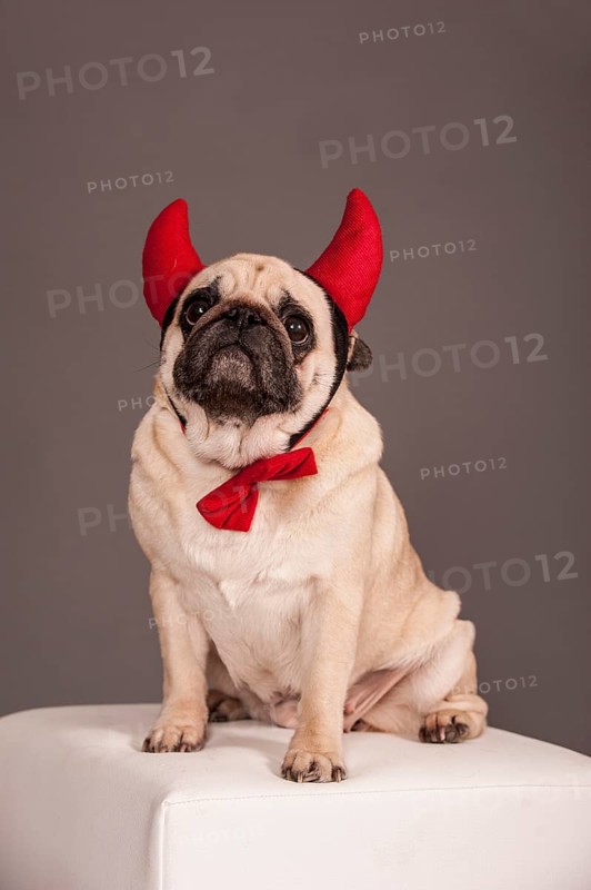 Beige Pug wearing devil's horns and a bow tie