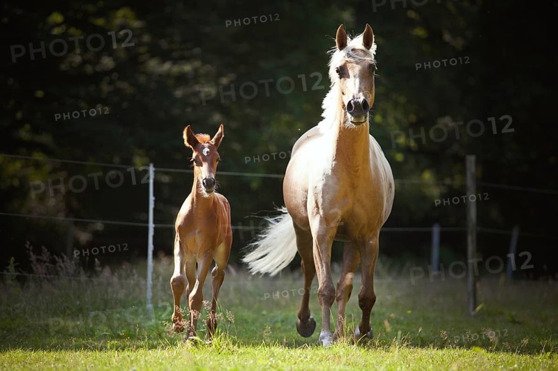 Mare with colt