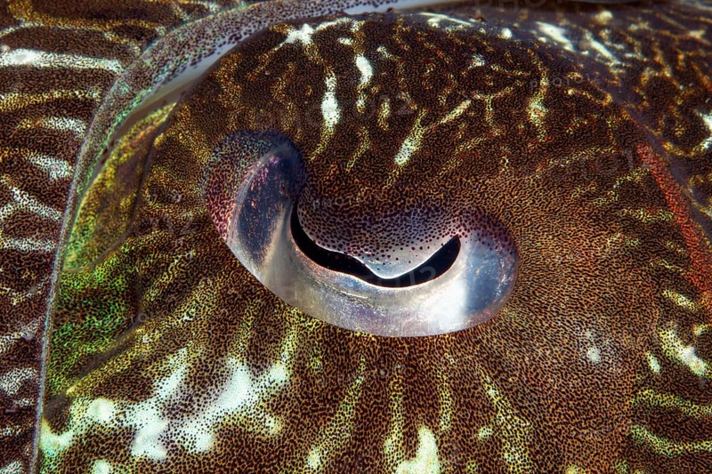Eye of a Broadclub Cuttlefish (Sepia latimanus)