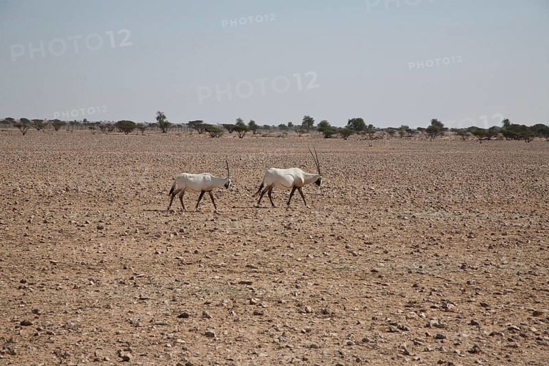 Arabian Oryx (Oryx leucoryx)