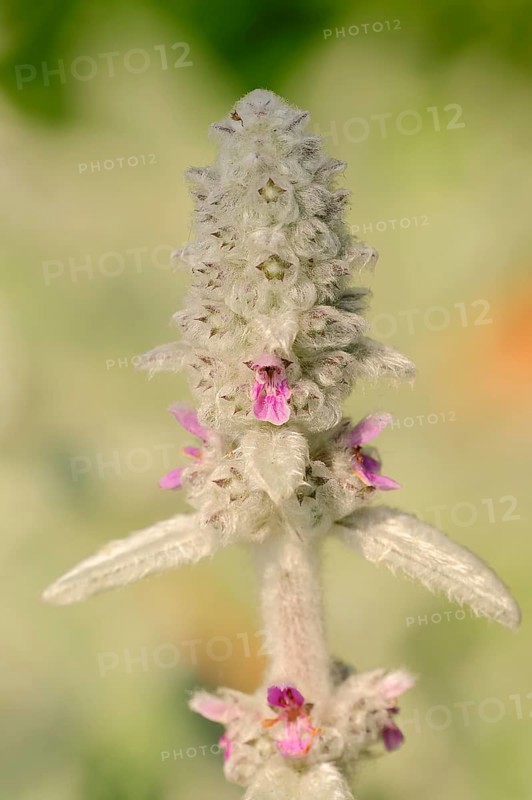 Lamb's Ear (Stachys byzantina)