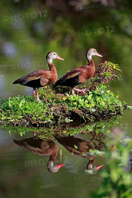Two Black-bellied Whistling Ducks (Dendrocygna autumnalis)