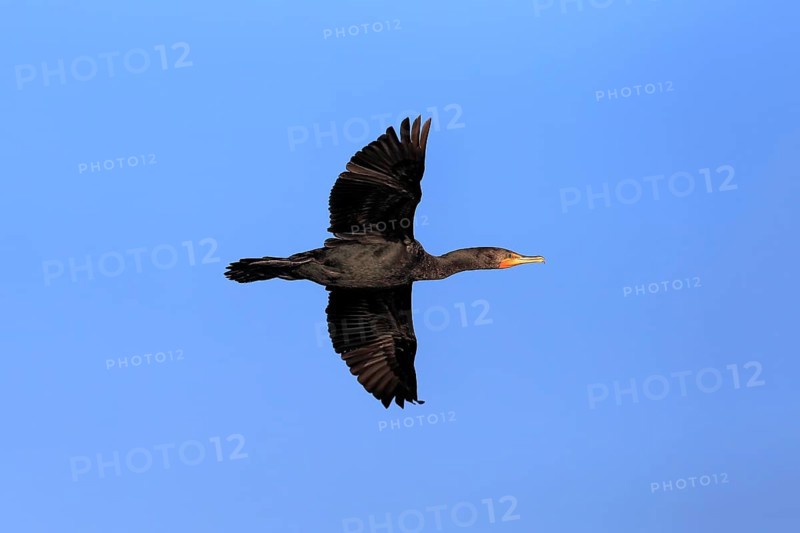 Double-crested Cormorant (Phalacrocorax auritus)