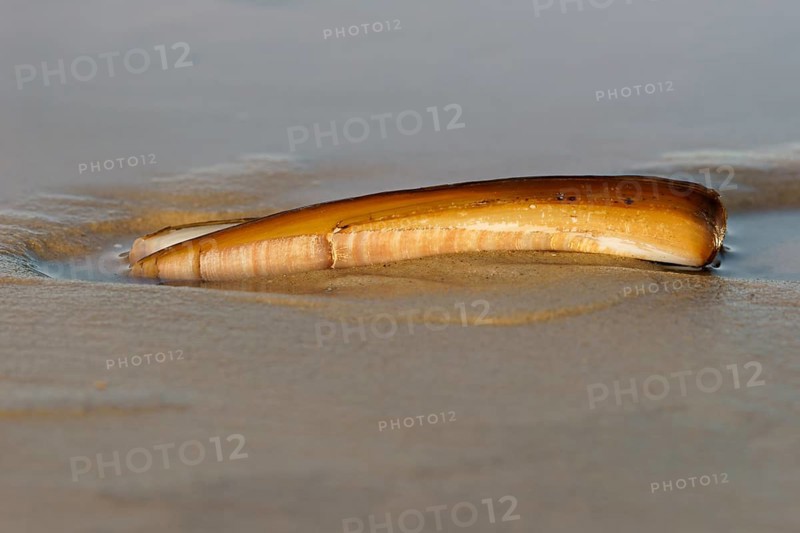 Shell of a Sword Razor Clam (Ensis ensis)