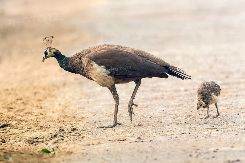 Asian Peacock (Pavo cristatus)