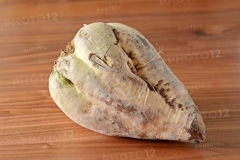 Sugar Beet (Beta vulgaris ssp. vulgaris var. altissima)