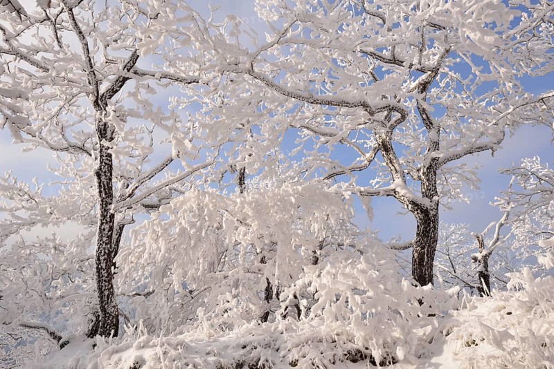 A forest in winter