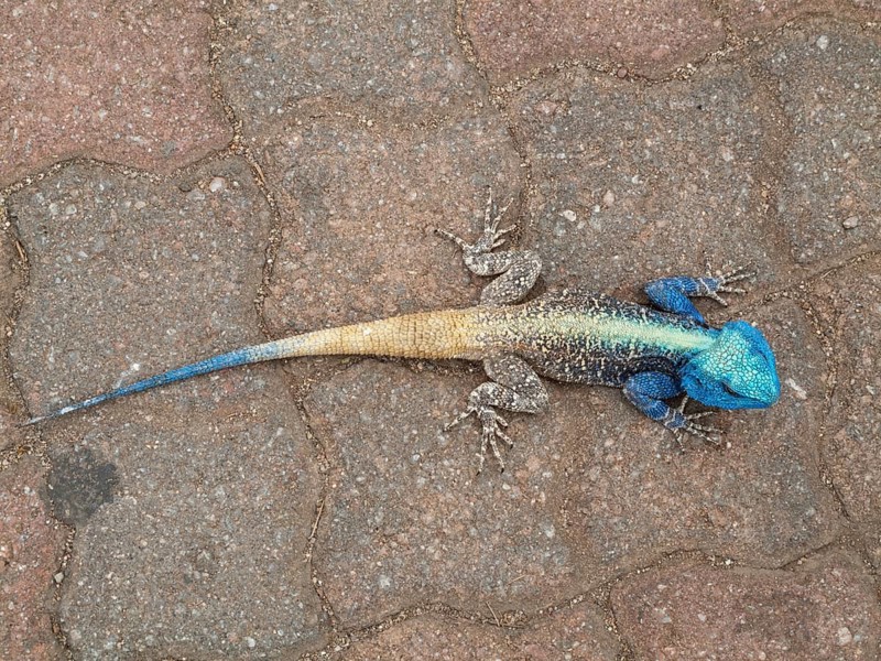Blue Headed Tree Agama (Agama atricollis)