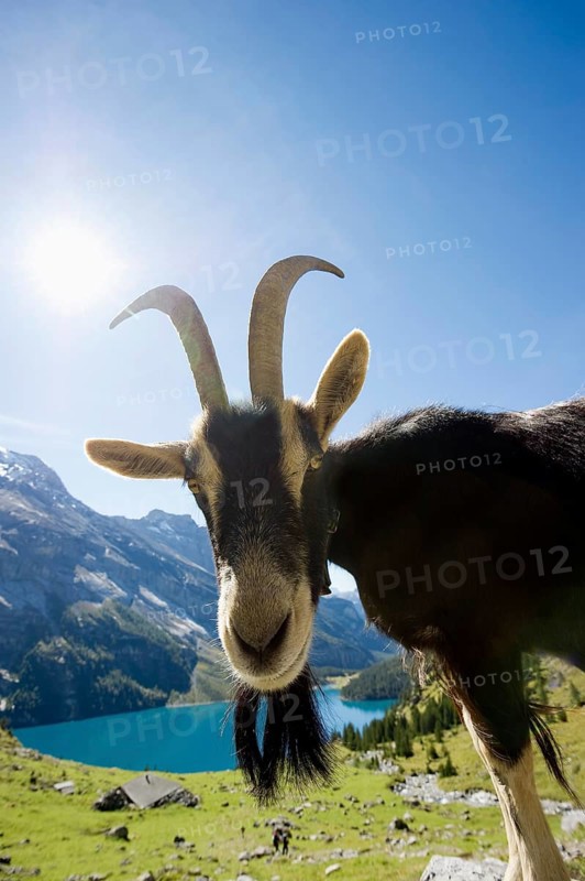 Goat